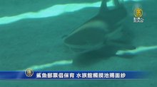 鯊魚郵票倡保育 水族館觸摸池揭面紗