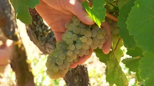 德國葡萄大豐收 20年來最佳釀酒季