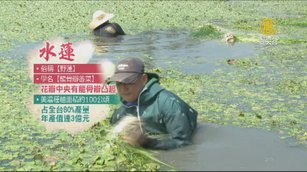 美濃野蓮年產值3億 野蓮保養品創造新綠金