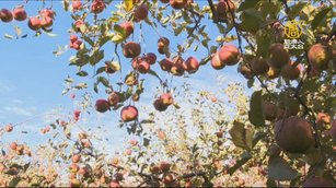 蜜蘋果紅了！ 福壽山採果、賞楓一次滿足