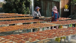 天氣悶熱秋意遲 雲林山海特產收成受影響