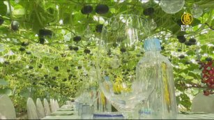 餐廳就在大自然！ 田間浪漫瓜藤音樂饗宴