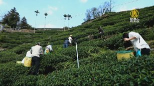 梅山太和茶區輕旅行 體驗傳統茶文化