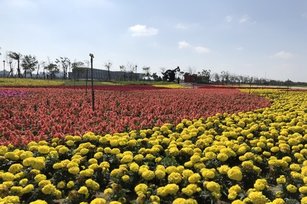 故宮南院北側藝文廣場，佈置2.6公頃花海，波斯菊、向日葵、薰衣草等花卉爭奇鬥豔。(故宮南院提供)