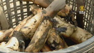 蓮田挖藕大作戰 嘉義民雄蓮藕鮮採上市