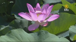 桃園蓮花季登場 挑戰乘坐大王蓮