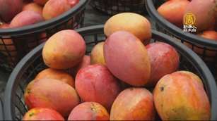 台南山區芒果進入產季 嘗鮮客聞香而來