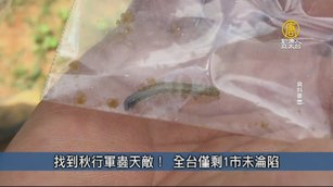 找到秋行軍蟲天敵！ 全台僅剩1市未淪陷｜台灣速速看