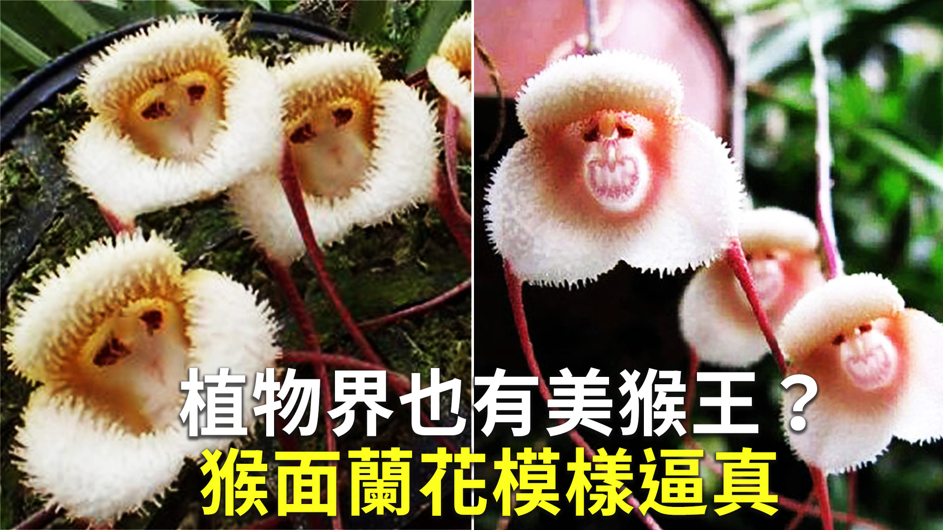 猴面花图片_春季的猴面花图片大全 - 花卉网 花卉网 - 花卉网，花儿成长的地方