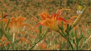 金針花創造經濟效益 到花蓮賞金針吃美食
