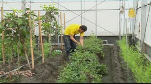 看好養生商機 屏東青農溫室栽種有機丹蔘