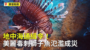 地中海通緝令！美麗毒刺獅子魚氾濫成災