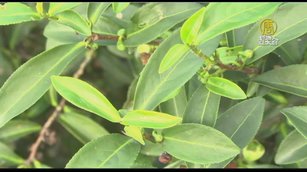 平地栽種有機茶園 退休軍官為茶找出路