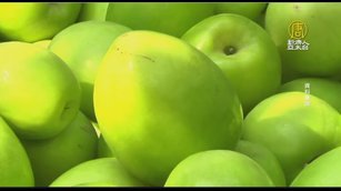 大社蜜棗熟了 農會推珍字輩3品種過年送禮