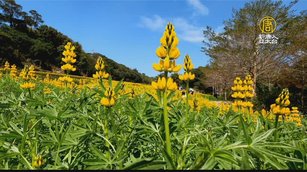 桃園魯冰花登場 來龍潭食茶賞花