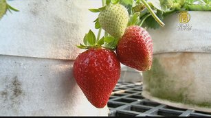 溫室高架床培育草莓 無毒安心少蟲害