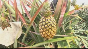 屏東鳳梨旺旺節 潘孟安籲多支持降低疫損