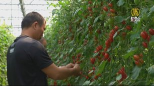 工程師的農夫夢 為家人種出健康有機番茄