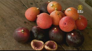 原生種愛玉大果藤榕 鮮美果實做出古早記憶美味