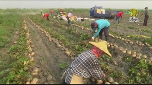 地底下的水梨「豆薯」 冬至到清明嘗鮮最佳