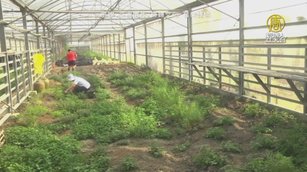護理師的有機夢  打造療癒繽紛的香草園