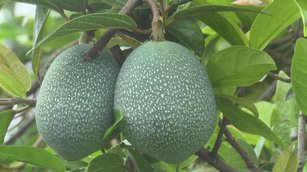 愛玉小蜂共生環境 孕育台灣特有種