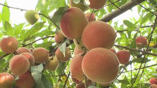 彰化線西果農種植有成 吹海風的水蜜桃別有風味