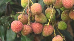 旗山不只產香蕉！千歲農友研種紅瓦厝荔枝