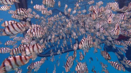 澎湖復育南方四島海域放流千顆海膽 萬尾條石鯛 新唐人亞太電視台