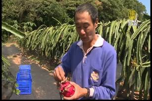 中年轉行種火龍果！全家同心孕育無毒作物