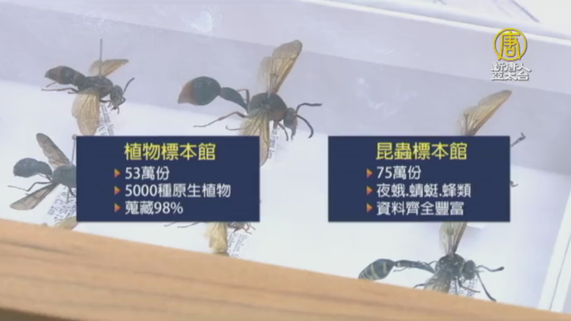 林試所植物標本館世界排名91 首進入全球百大 新唐人亞太電視台