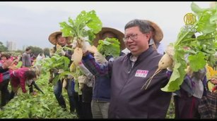 桃園花彩節 大園展區千人體驗拔蘿蔔