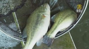 深耕麥寮7年 高科大益生菌生態養殖獲好評