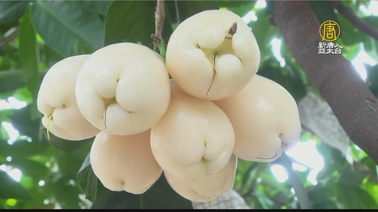 去年実たくさんなりました！超特大 台湾白玉レンブ 白玉蓮霧 hq720.jpg