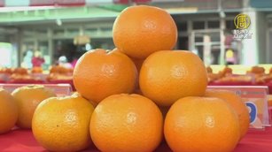 峨眉桶柑今年產量減少近5成 質優價高
