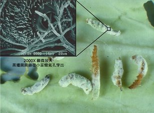 黑殭菌感染十字花科害蟲小菜蛾，死亡蟲體長出黑殭菌孢子(美和科大提供)