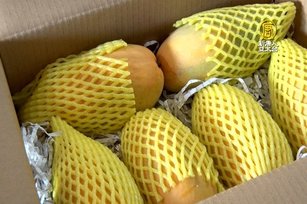 金煌芒果