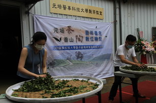 元培學生在製茶教室體驗揉茶(元培提供)