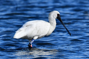 在2020年1月因肉毒桿菌中毒被發現的1隻黑面琵鷺， 治癒後繫上編號「T85」腳環野放，10日被鳥友黃永豐在台南市北門區發現再次來到台灣度冬。 （圖／台南市生態保育學會提供）