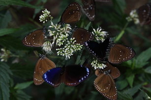 數量龐大的紫斑蝶在茂林過冬(茂林國家風景區管理處提供)