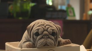 超逼真狗狗冰淇淋吸睛 七年級生創業有成