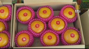 茂谷柑正盛產 「斗六茂谷柑節」衝買氣