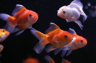 以色列班古里昂大學的研究人員發現，只要給予食物作為獎勵，金魚就能靠著與生俱來的導航能力，引導電動車駛向陸地上的目標。示意圖。（圖／GettyImages）