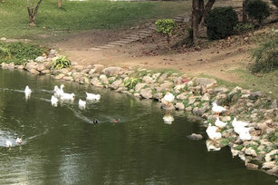 台南文化中心26日指出，目前中心園區景觀水池島中的鴨群生養眾多，為顧及生態平衡，即起開放能提供友善居住環境的慈善團體及善心民眾認養。（圖／台南市文化局提供）