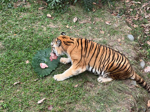 高雄市壽山動物園雖因工程暫時休園，但園方31日仍為園區老虎們準備新春大餐「虎哩塊肉」，提供營養滿點的全肉饗宴，讓虎年主角大快朵頤。（圖／壽山動物園提供）