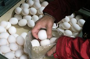 農委會宣布，12日起產地雞蛋凍漲價格每台斤調高新台幣2元，從34.5元調至36.5元。加上先前每台斤補貼蛋農3元，等於蛋農每銷售1台斤雞蛋可多收益5元。（圖／中央社）