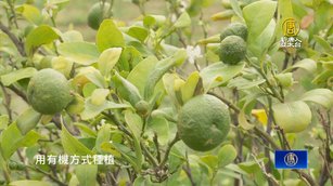 [業履]從五金走向務農 王讚崇打造香檬產業新綠金