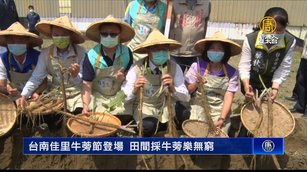 台南佳里牛蒡節登場 田間採牛蒡樂無窮