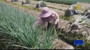 研究指三星蔥有抑菌效果 鄉公所推「蔥油醬班」