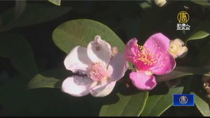 夏日桃金孃節 桃園蘆竹週末登場